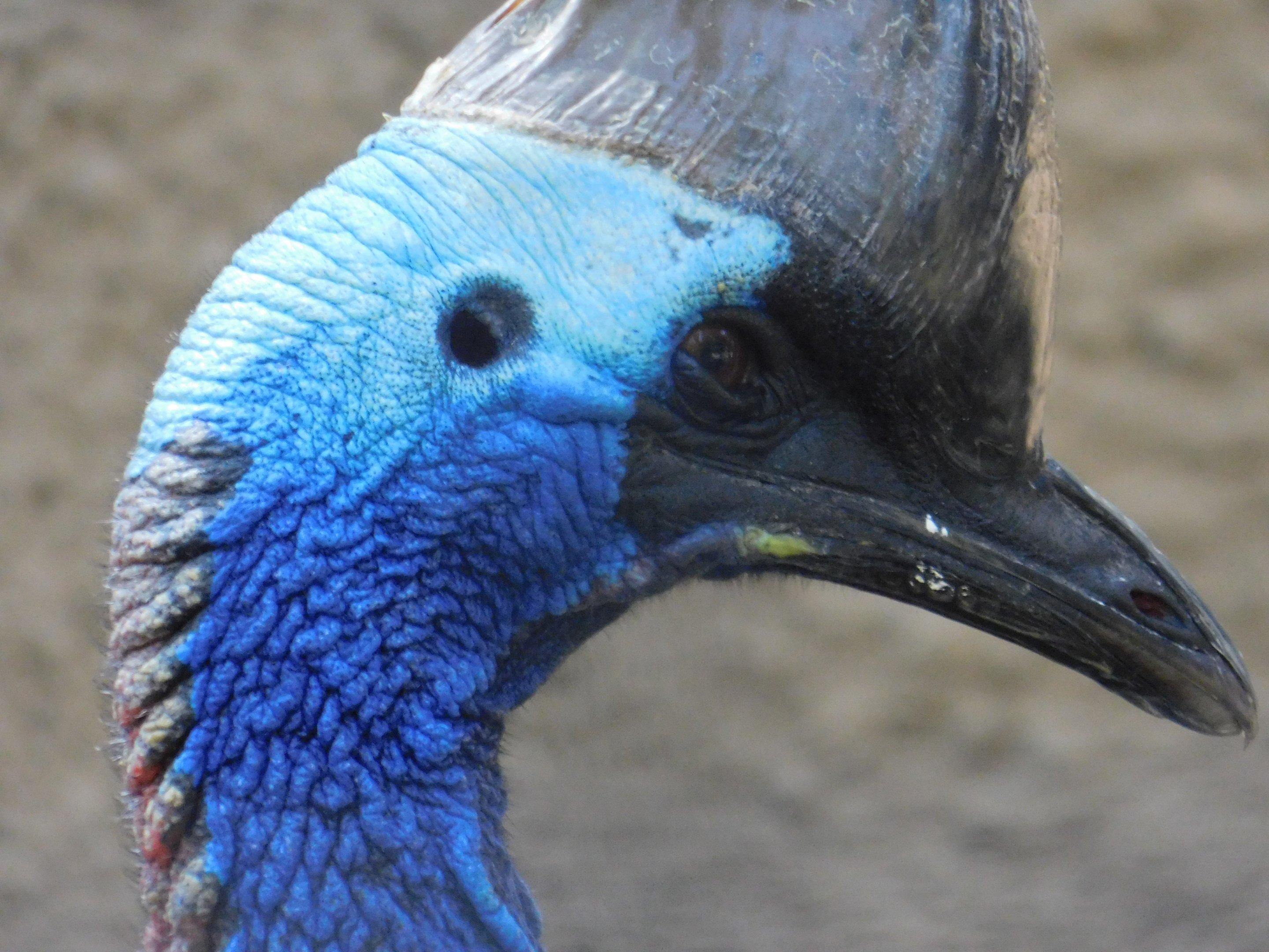 Doubled Wattled Cassowary