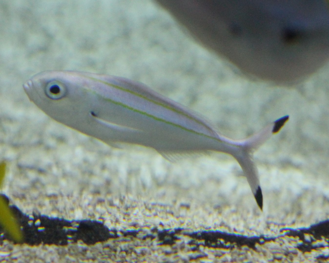 Doubleline fusilier - Pterocaesio digramma