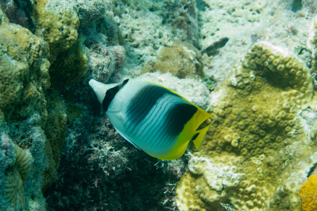 Doublesaddle Butterflyfish (Chaetodon ulietensis)