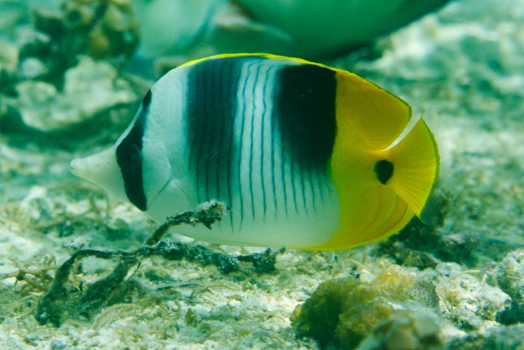 Doublesaddle Butterflyfish (Chaetodon ulietensis)