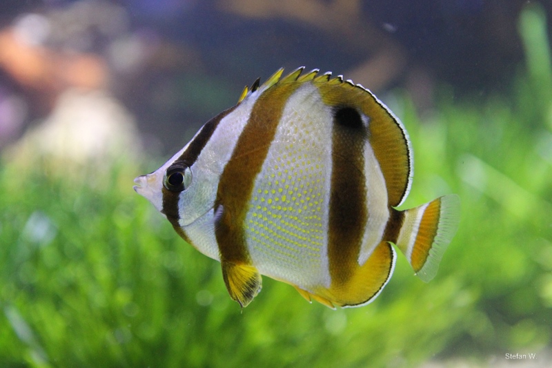 Doublesash Butterflyfish (Chaetodon marleyi)