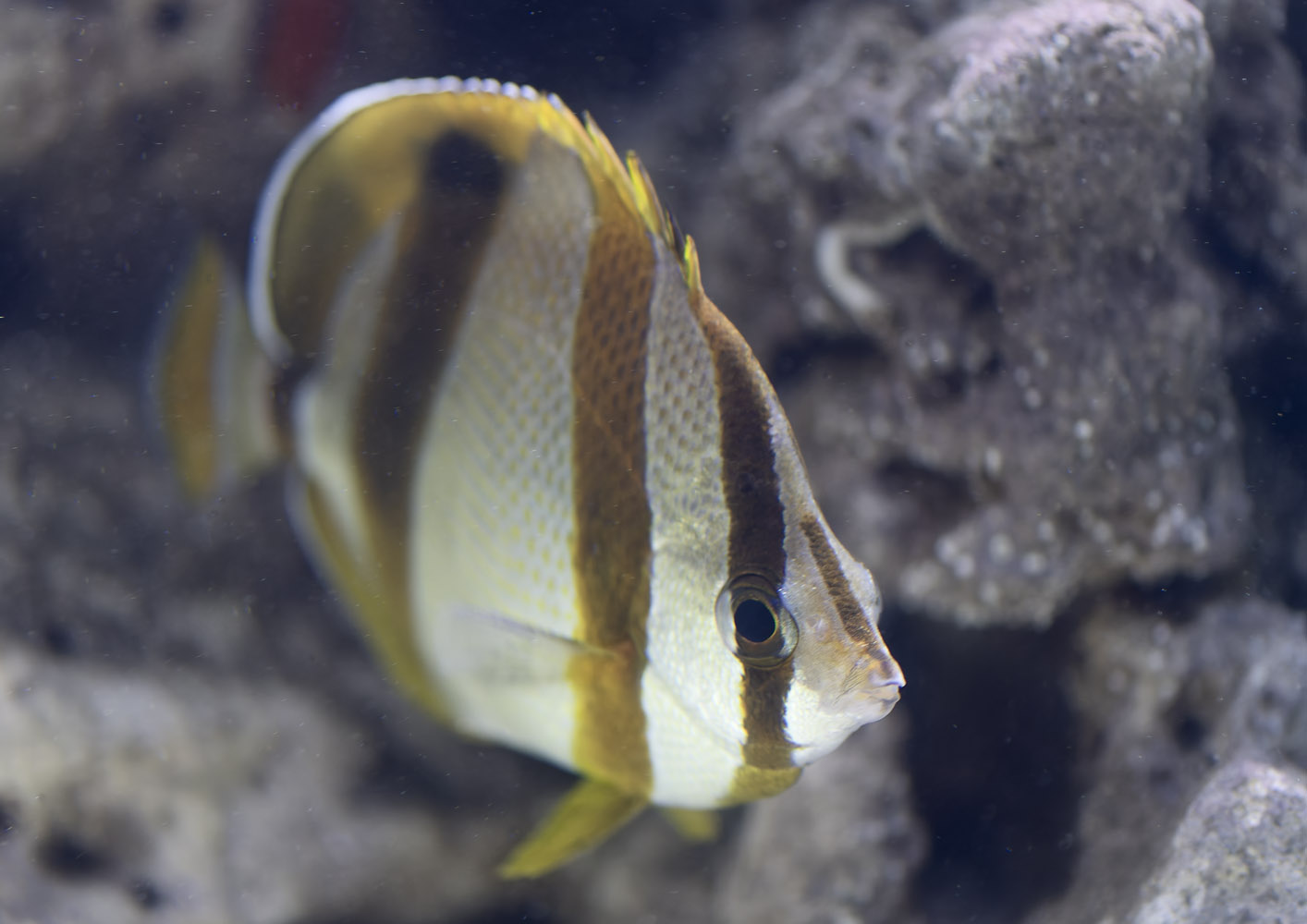 Doublesash butterflyfish