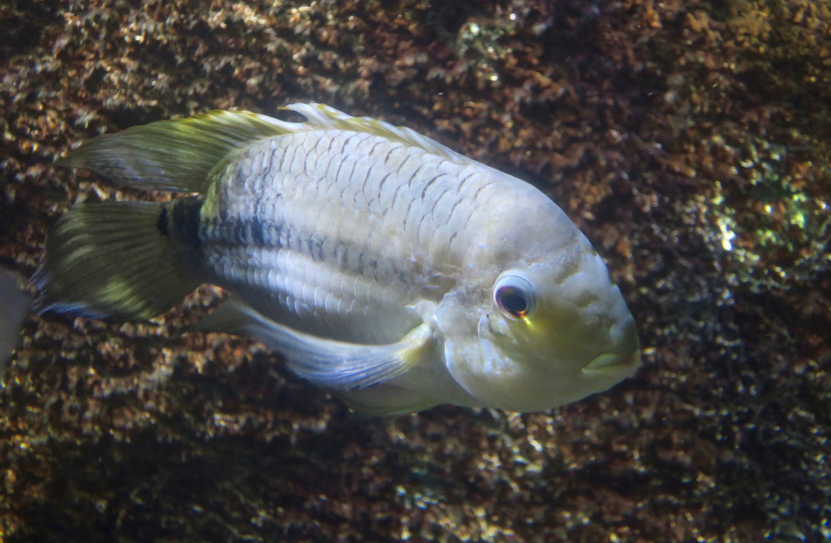 Doublespot Acara (Aequidens pallidus)
