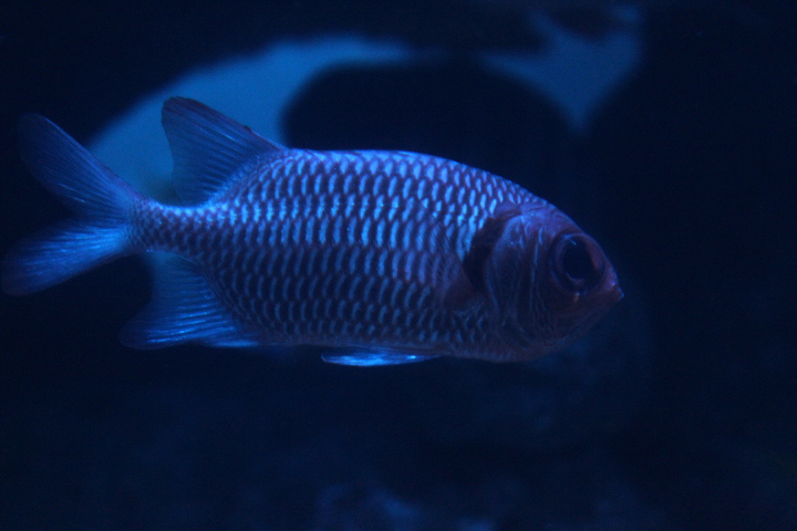 Doubletooth soldierfish (Myripristis hexagona)