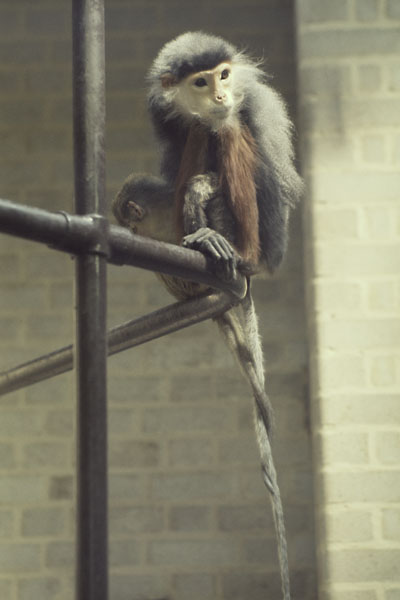 Douc at Regents Park