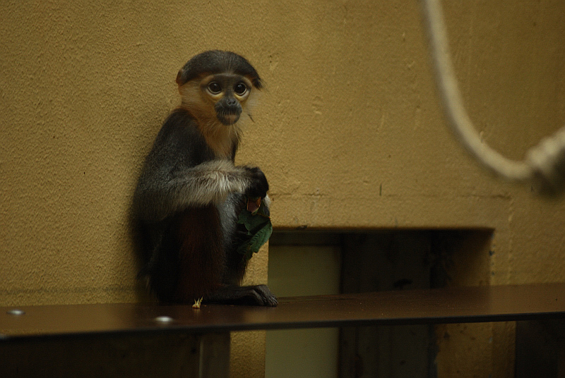 Douc langur baby