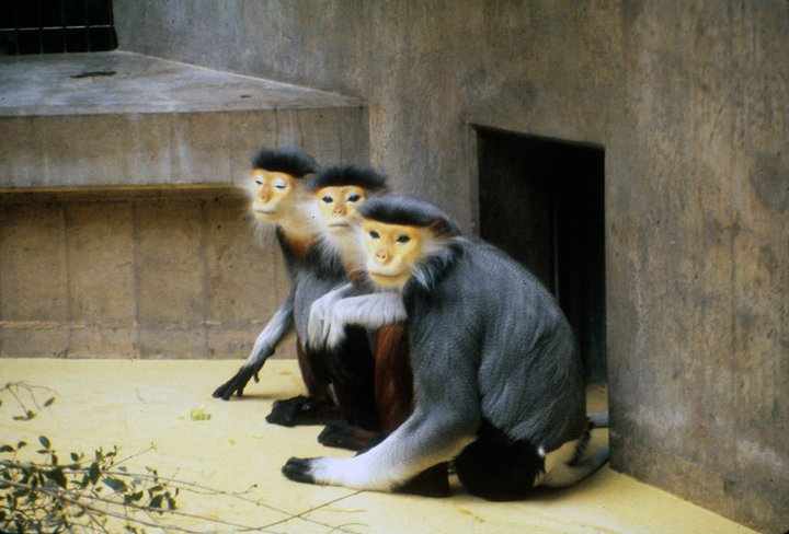 Douc Langur - Basel Zoo - 198's