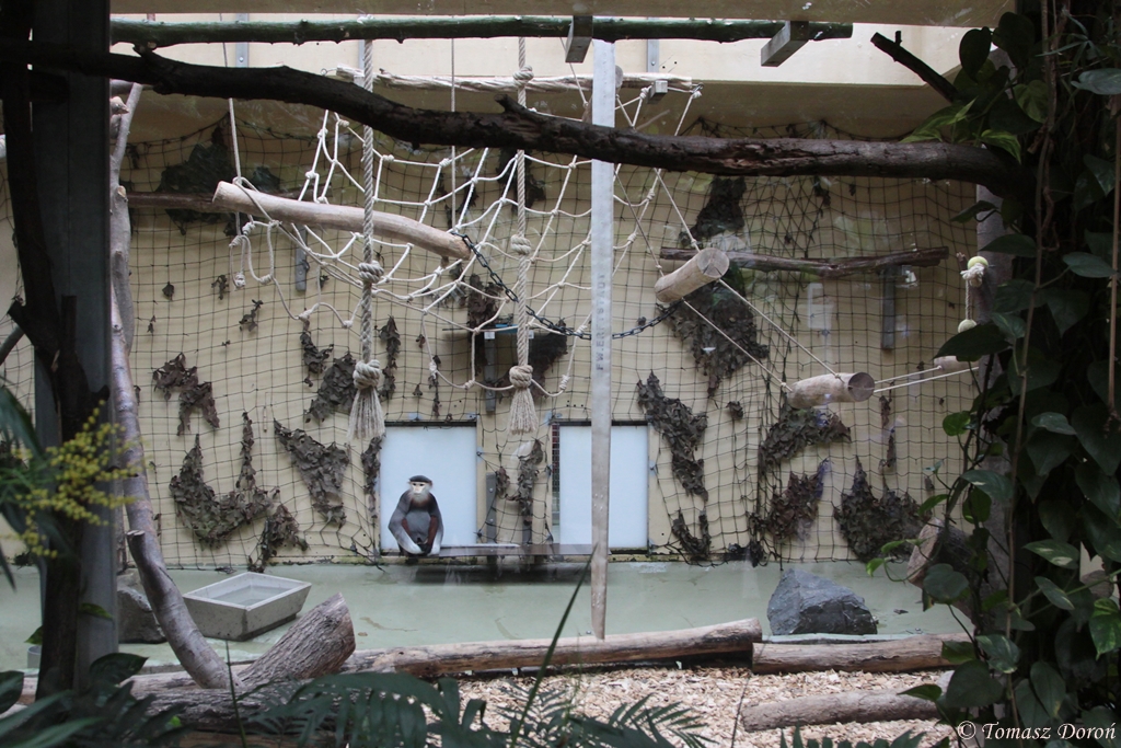 Douc Langur enclosure