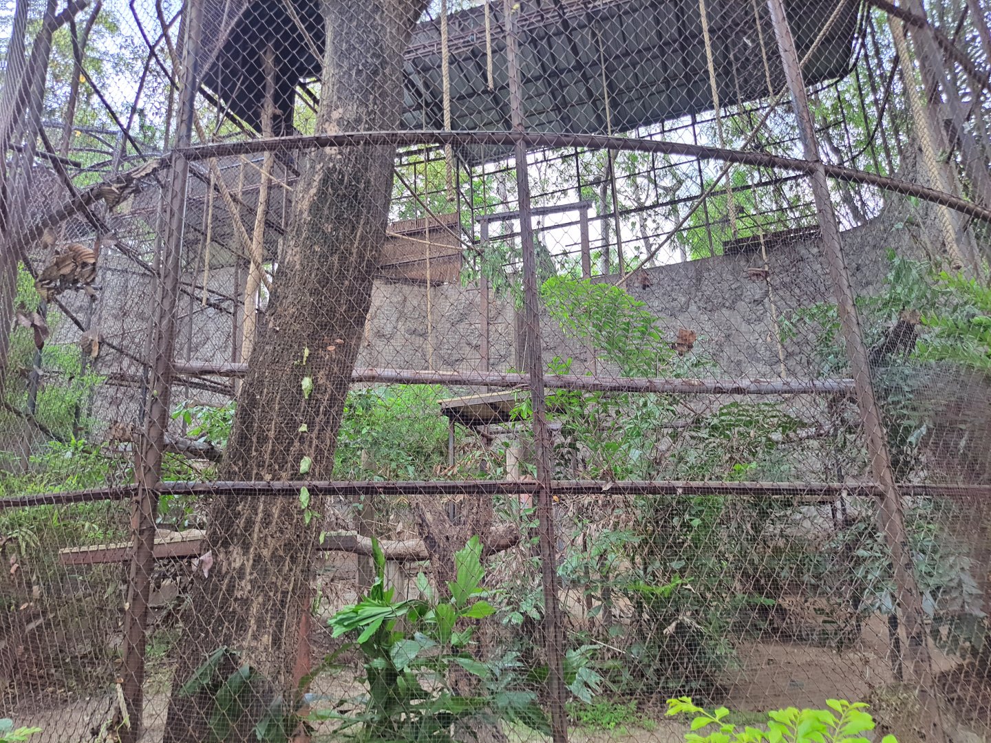 Douc Langur exhibit- Chiang Mai Zoo