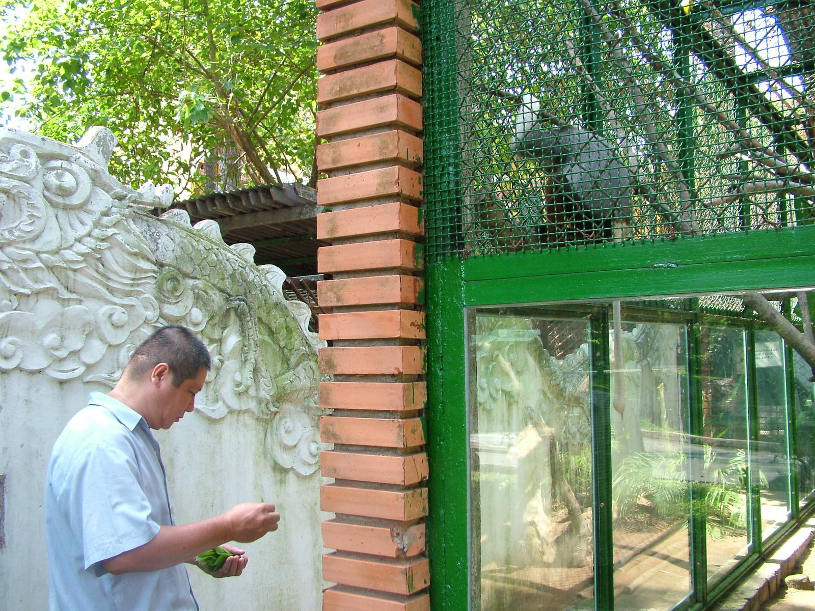 Douc Langur Feeding Time at Saigon Zoo, 16/03/12