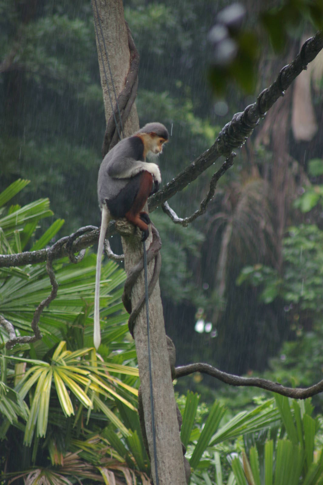 douc langur in the rain