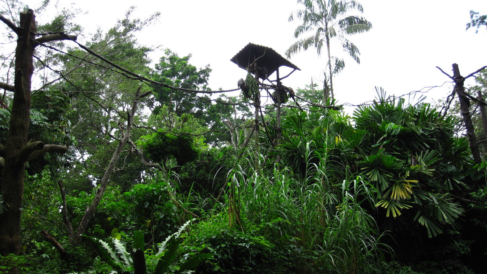 Douc Langur Island, Primate Kingdom - Singapore Zoo