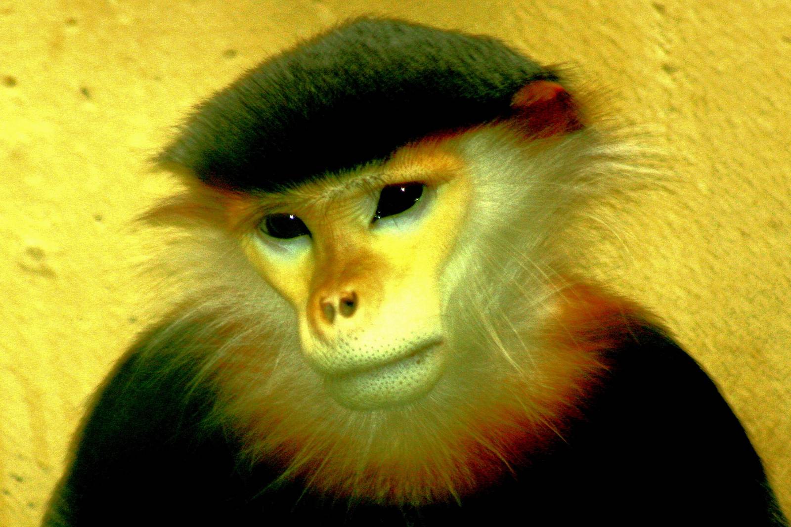 Douc langur (last in Europe); Cologne; 6th September 2014