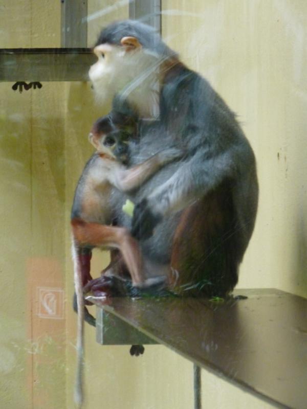 Douc langur mother with young