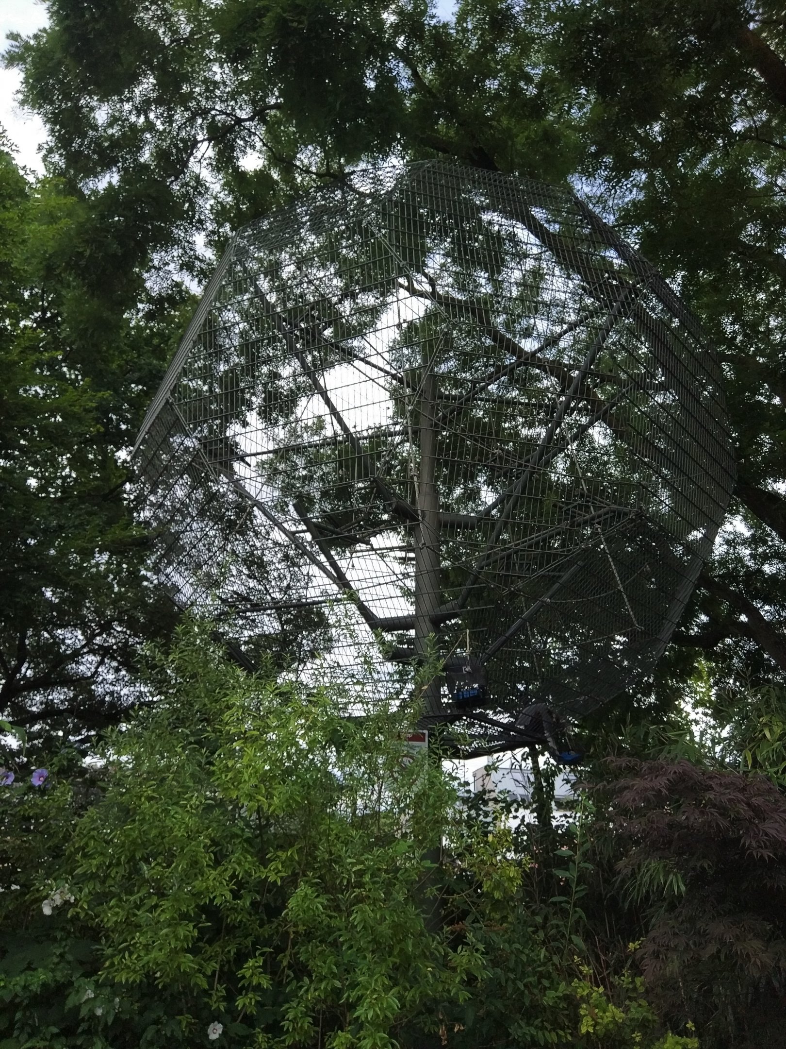 Douc Langur Outdoors