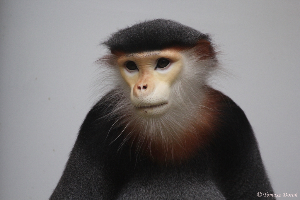 Douc Langur (Pygathrix nemaeus) - last animal in Europe