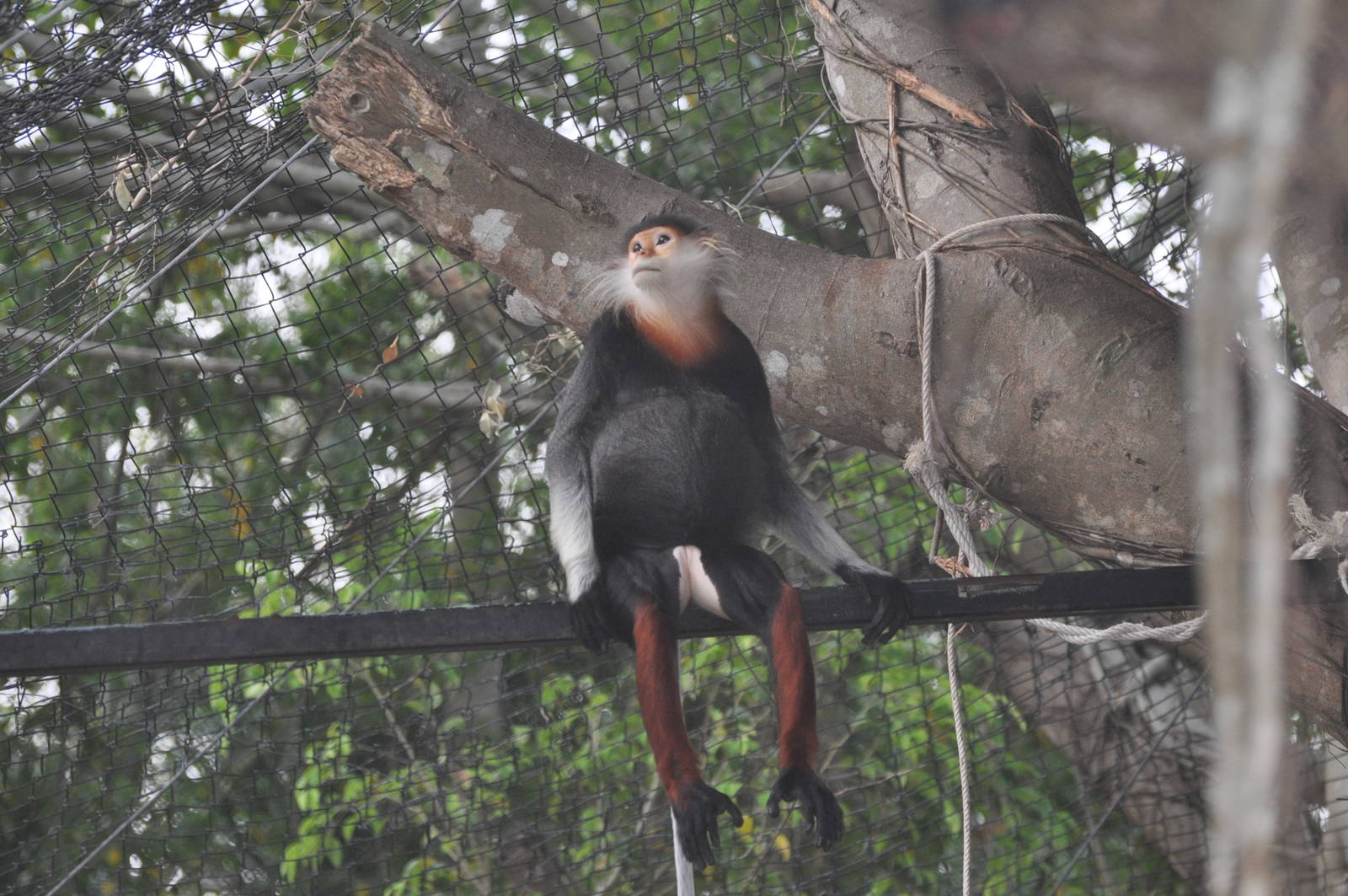 Douc langur/ Pygathrix nemaeus nemaeus