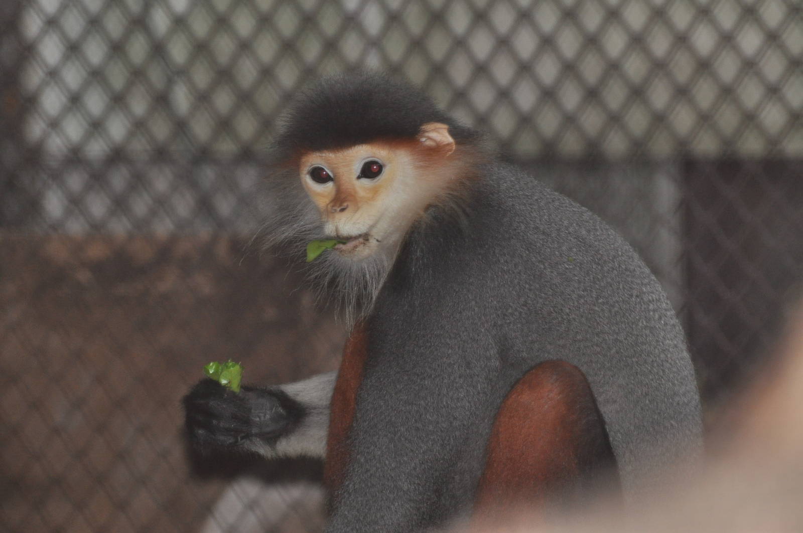 Douc langur/ Pygathrix nemaeus nemaeus
