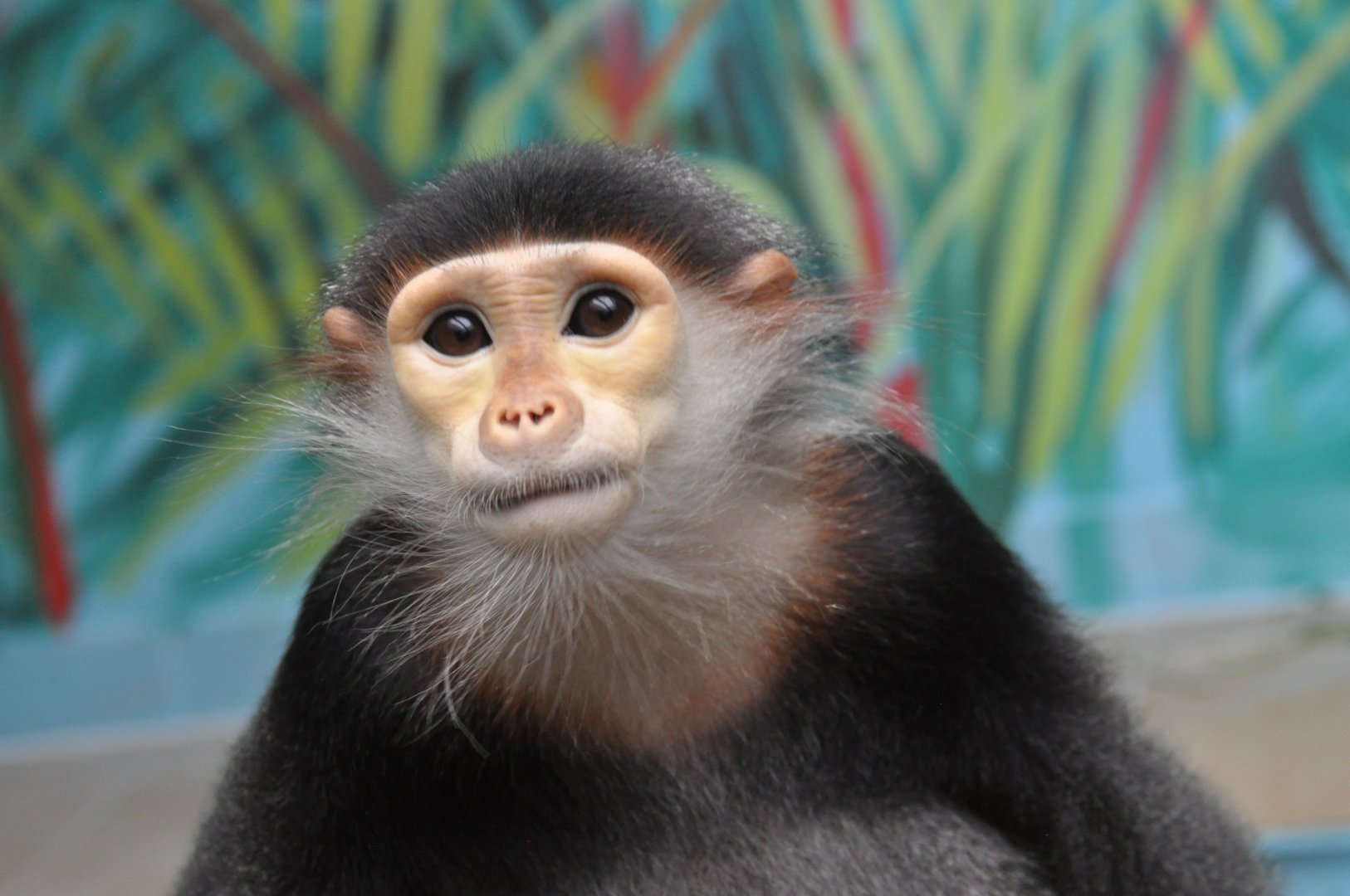 Douc langur / Pygathrix nemaeus nemaeus