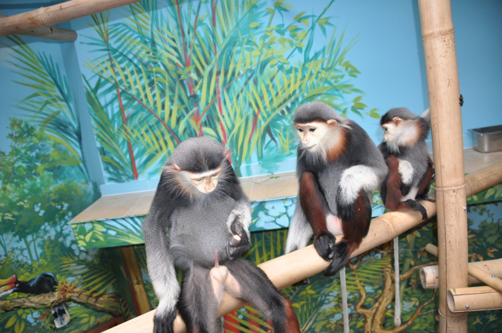 Douc langur / Pygathrix nemaeus nemaeus