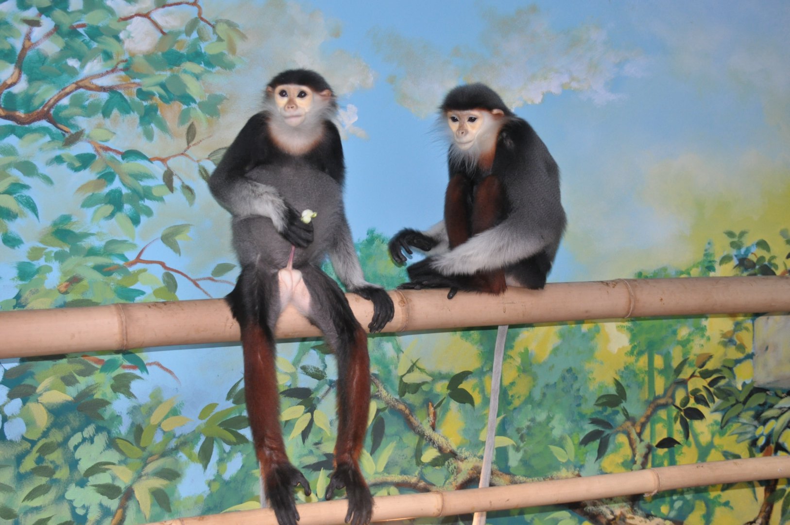 Douc langur / Pygathrix nemaeus nemaeus