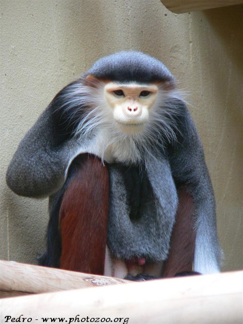 Douc langur (Pygathrix nemaeus)