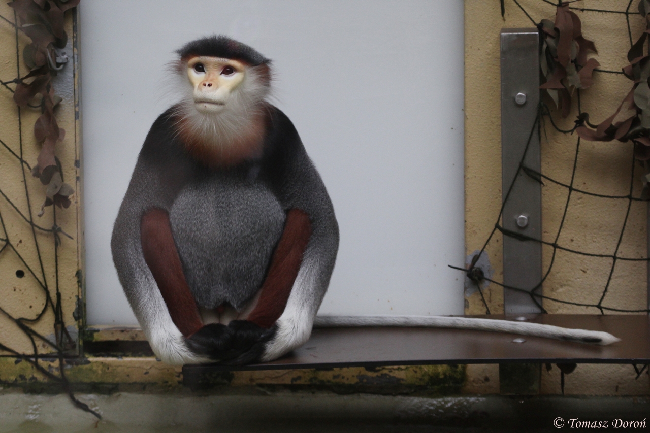 Douc Langur (Pygathrix nemaeus)