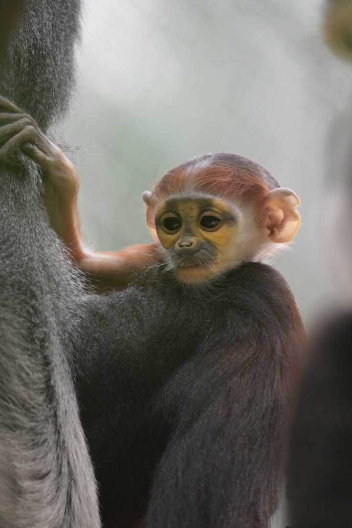 Douc langur (Pygathrix nemaeus)