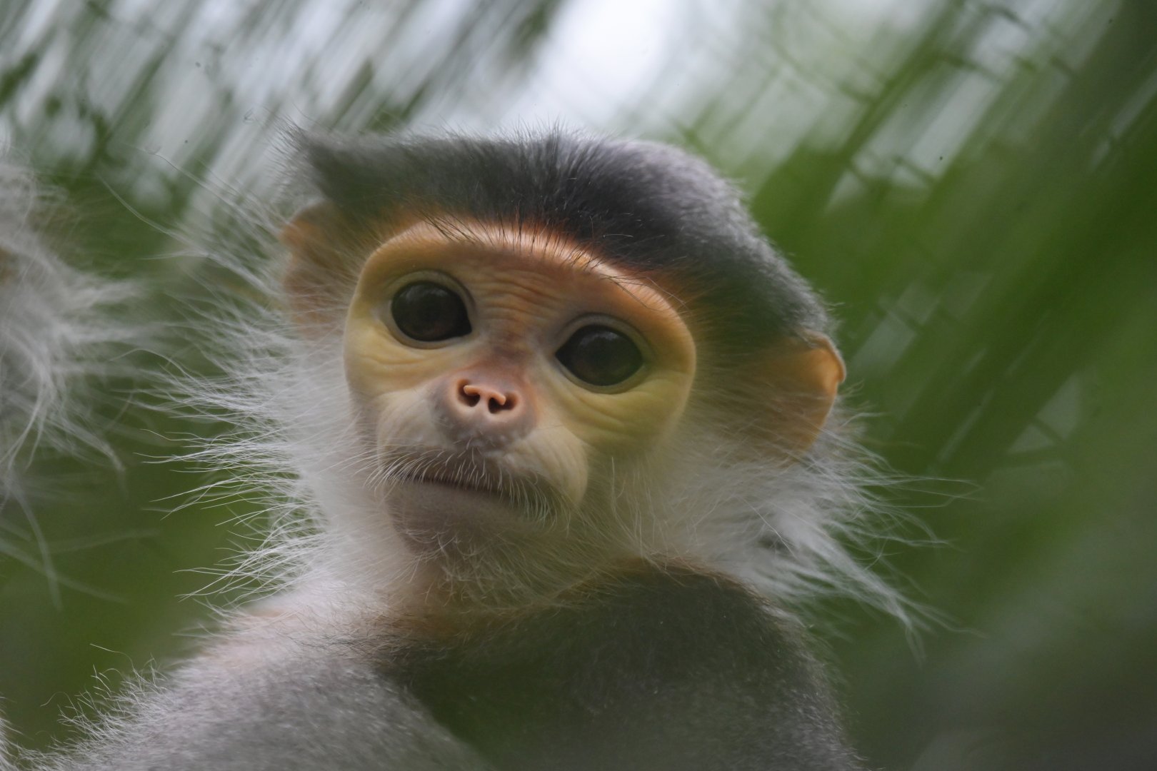 Douc langur (Pygathrix nemaeus)