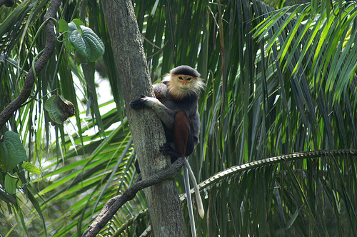 Douc Langur, Singapore Zoo