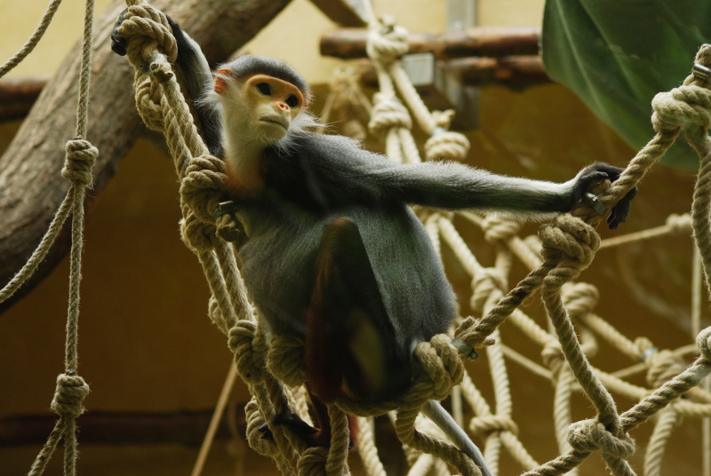 Douc langur