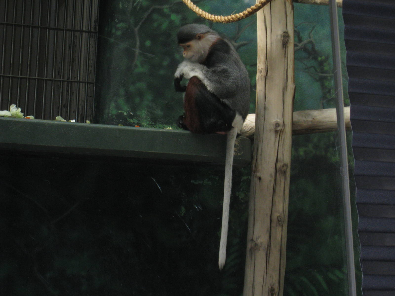 Douc Langur