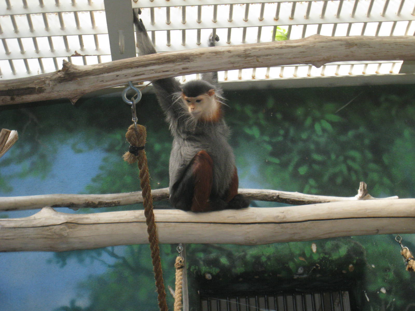Douc Langur