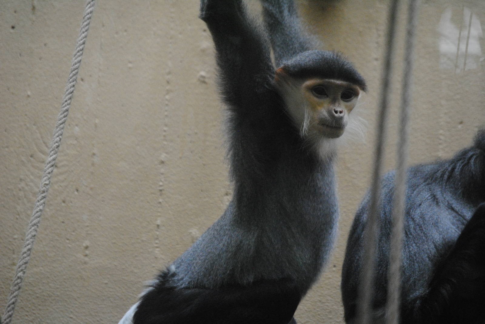 Douc Langur