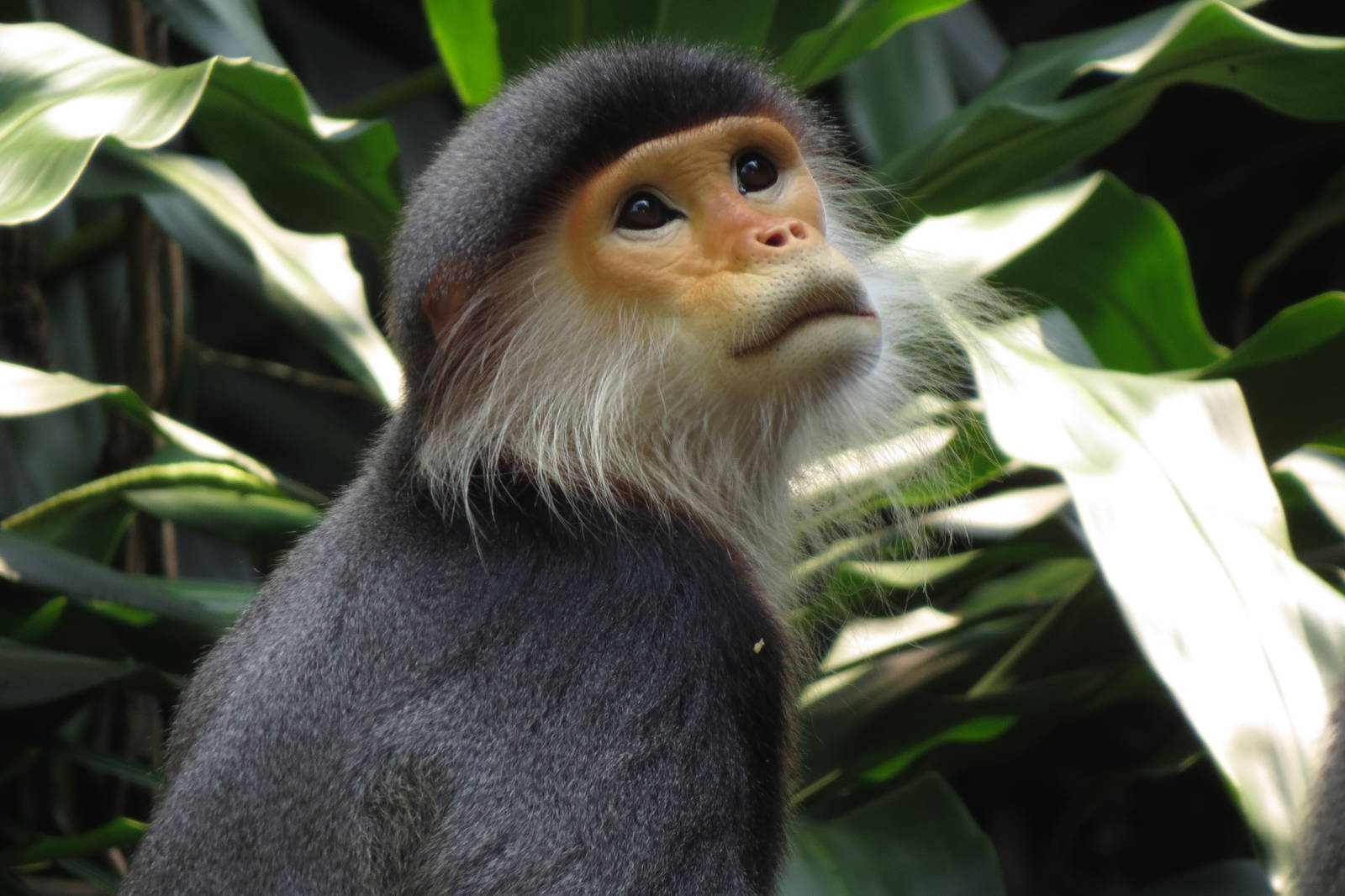 Douc langur