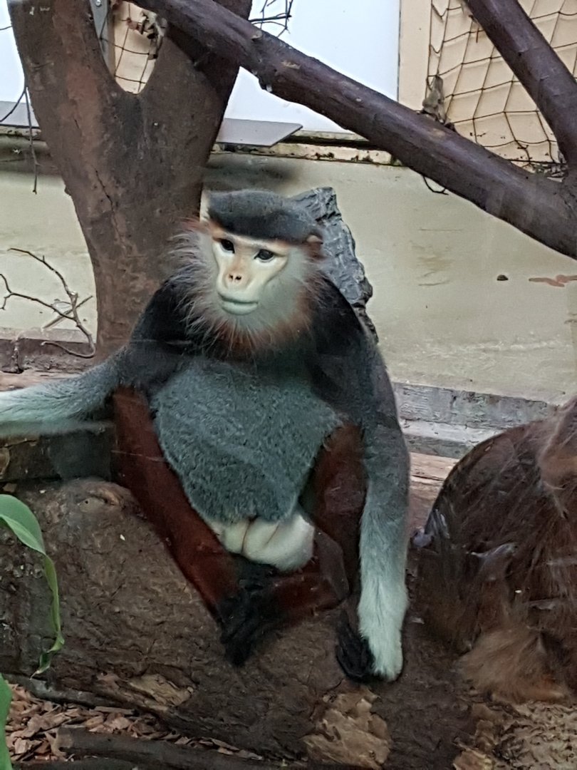 Douc langur