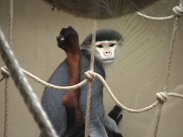 Douc Langur