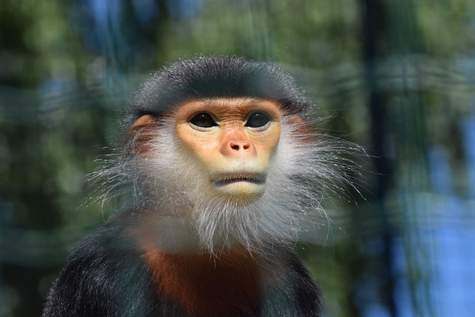 Douc Langur