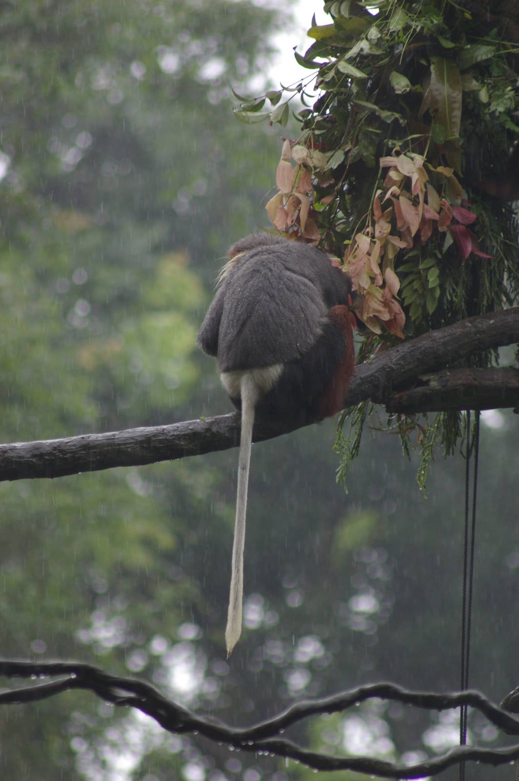 douc langur