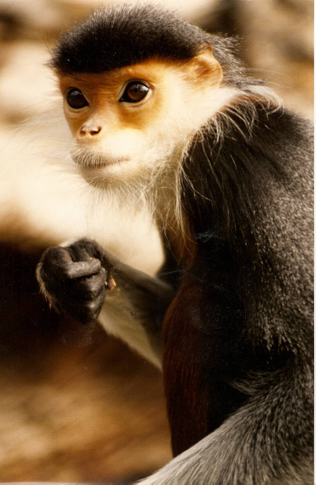Douc langurs at Howletts 1988/90