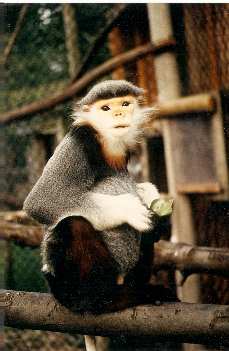 Douc langurs at Howletts 1988/90