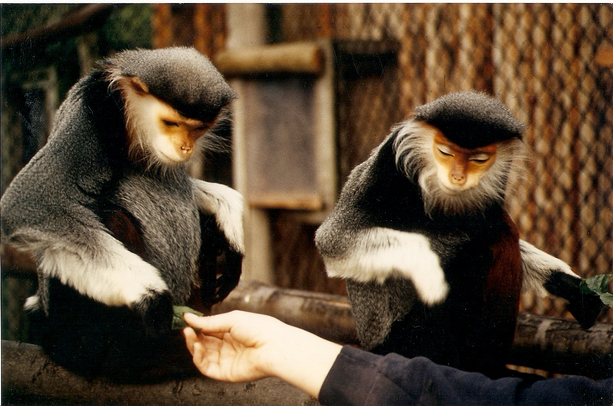 Douc langurs at Howletts 1988/90