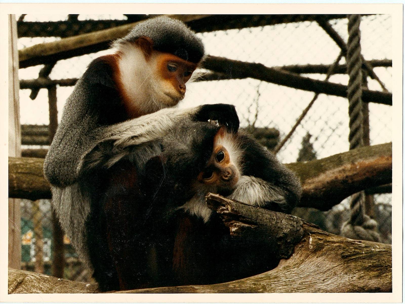 Douc langurs at Howletts 1988/90