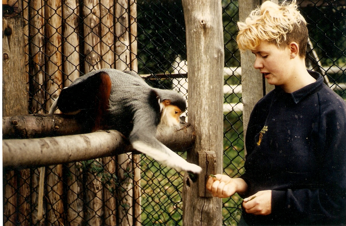Douc langurs at Howletts 1988/90
