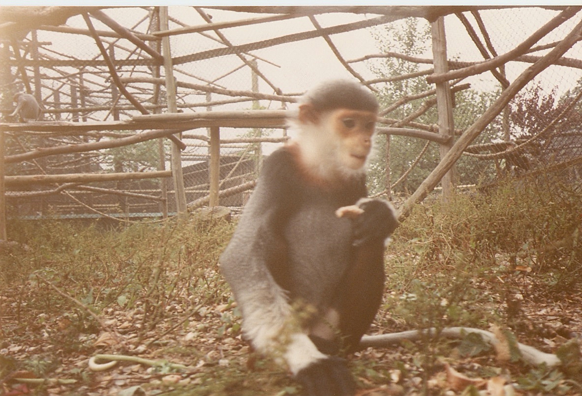 Douc langurs at Howletts 1988/90