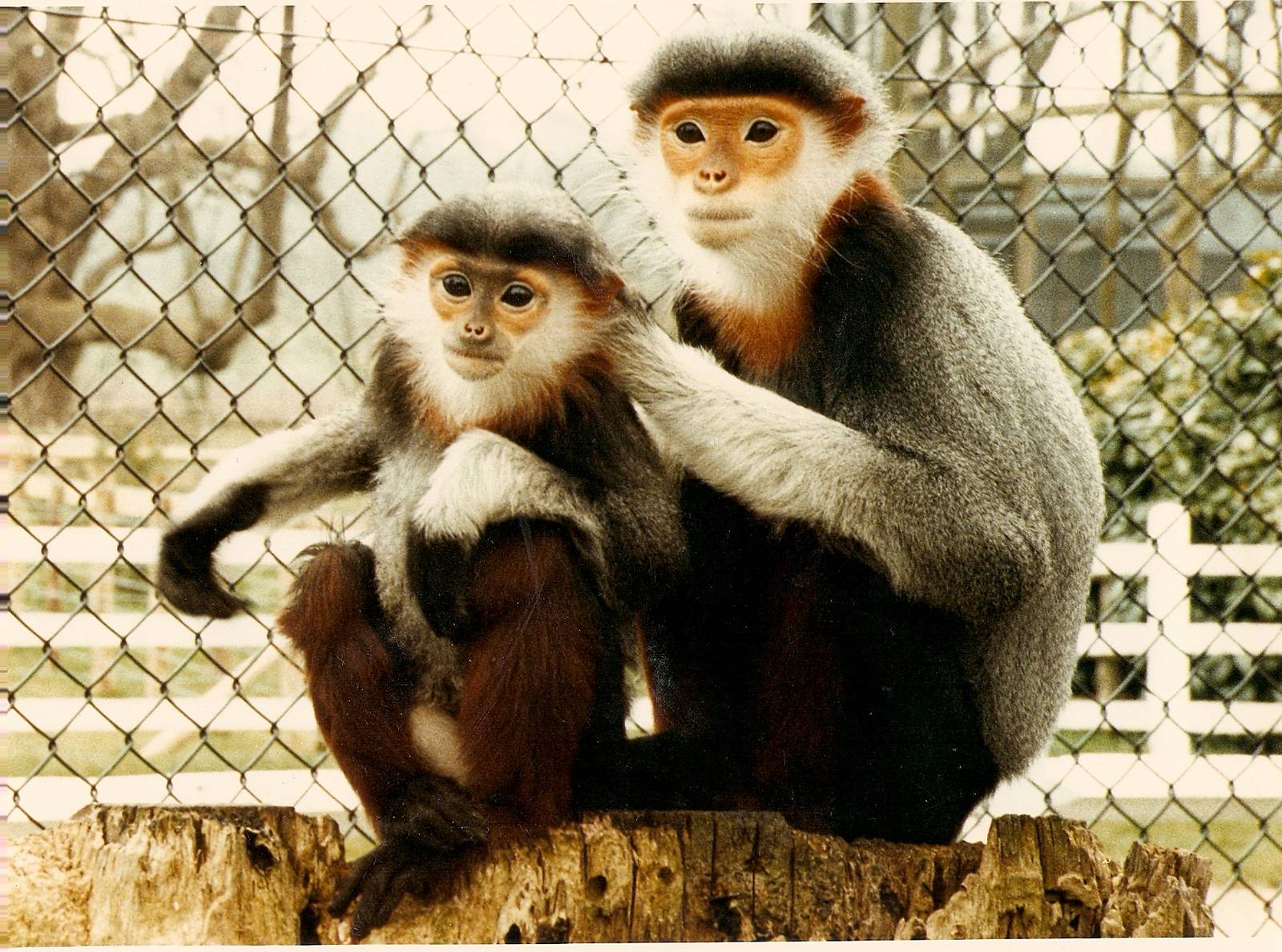 Douc langurs at Howletts 1988/90