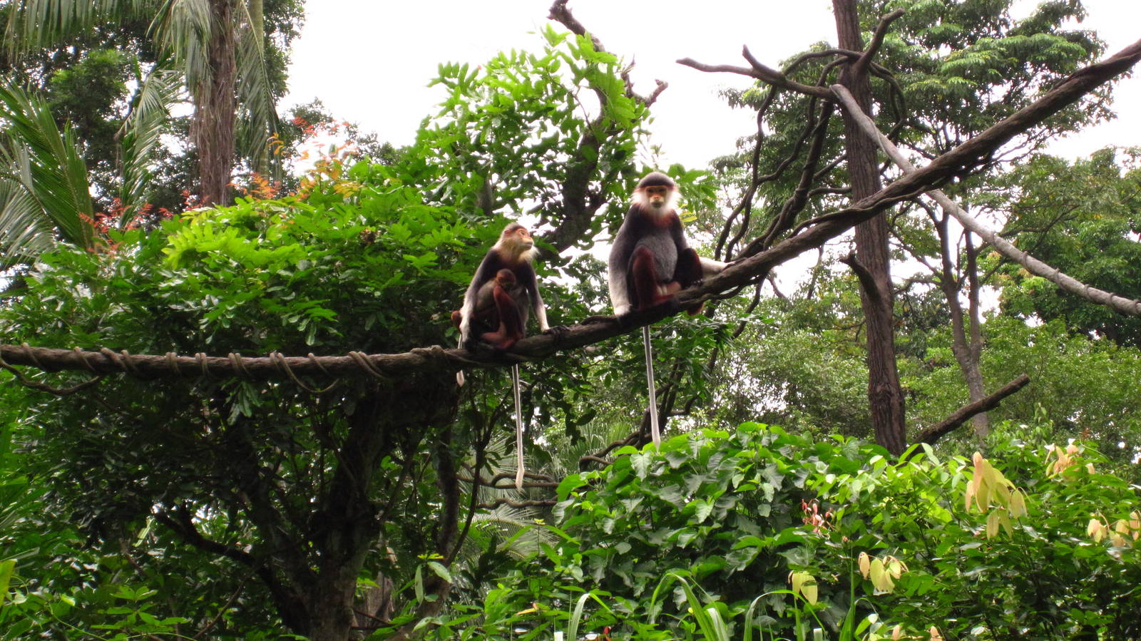 Douc Langurs - Family portrait