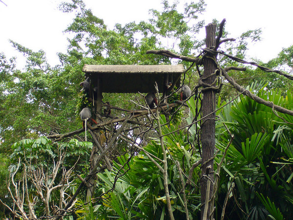 Douc Langur's island, Singapore Zoo