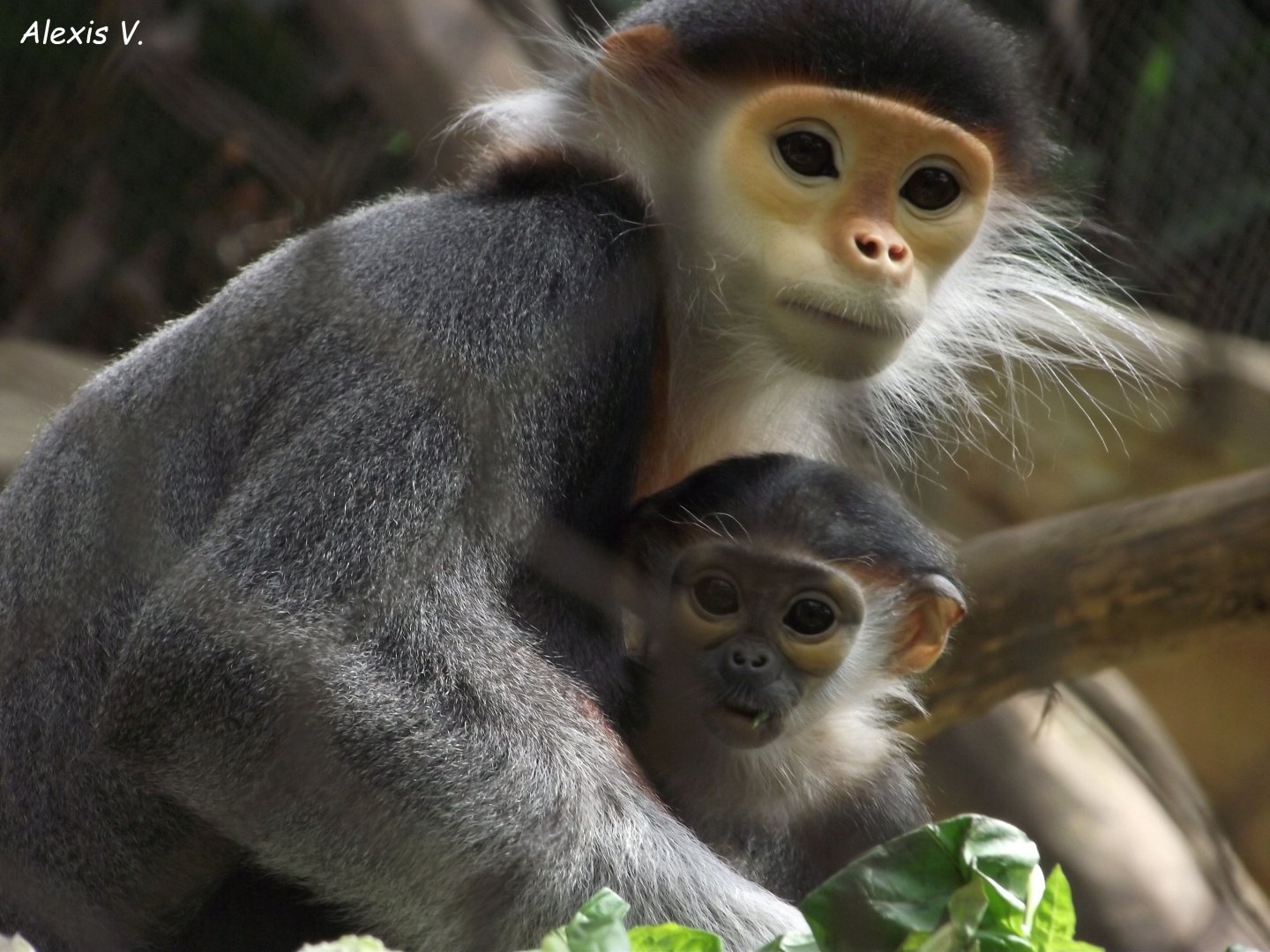 Douc Langurs, mother & baby - Zooparc de Beauval - 05/2021
