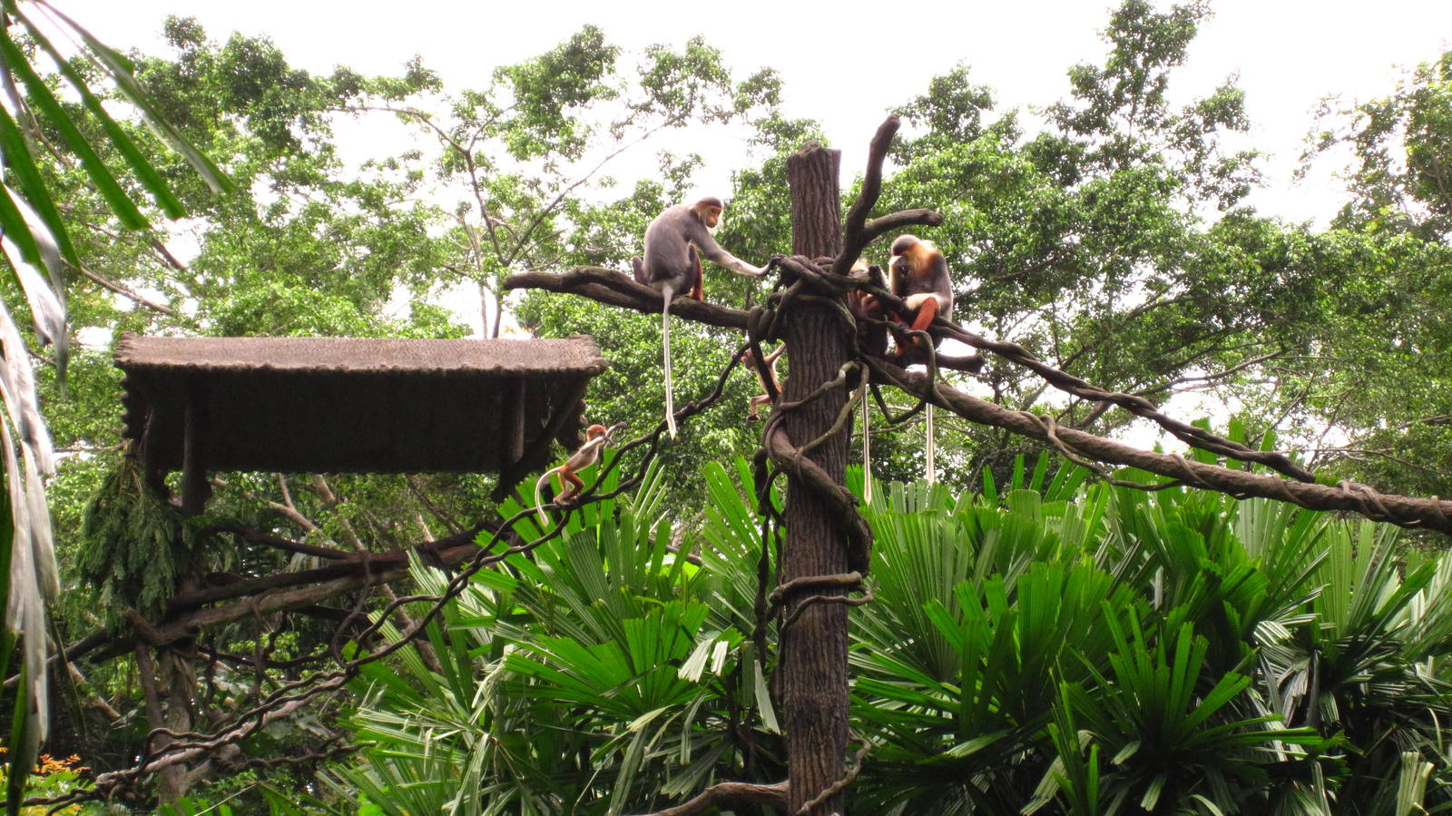 Douc Langurs - Mothers and babies
